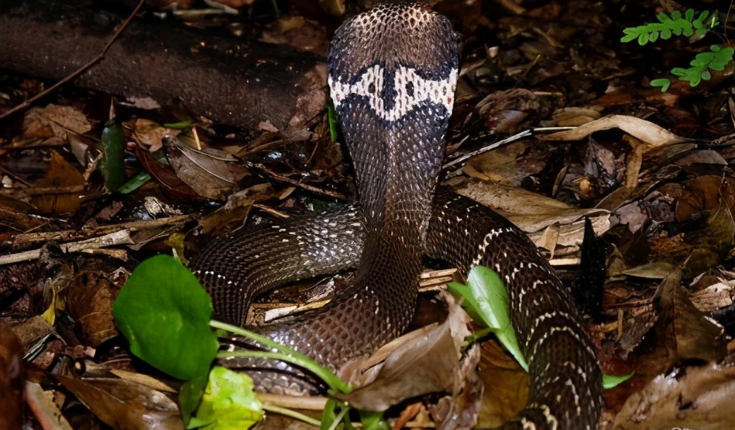 舟山眼镜蛇图片(图文讲解舟山眼镜蛇的真正样子)