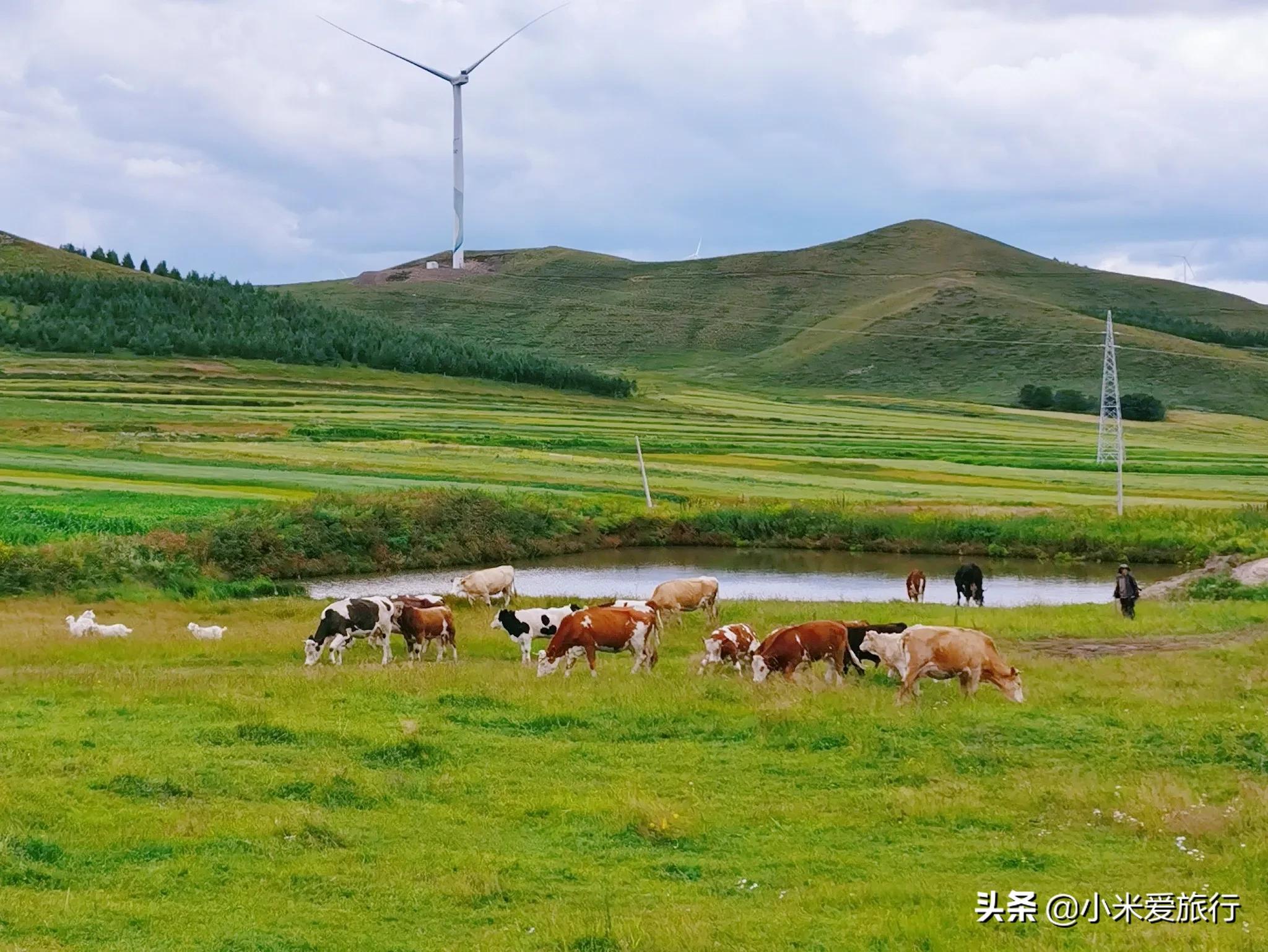 关于张北草原天路的美文(张北草原天路旅游攻略自驾游) 