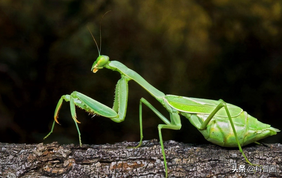 螳螂是益虫还是害虫 螳螂最怕什么昆虫 - 天云网