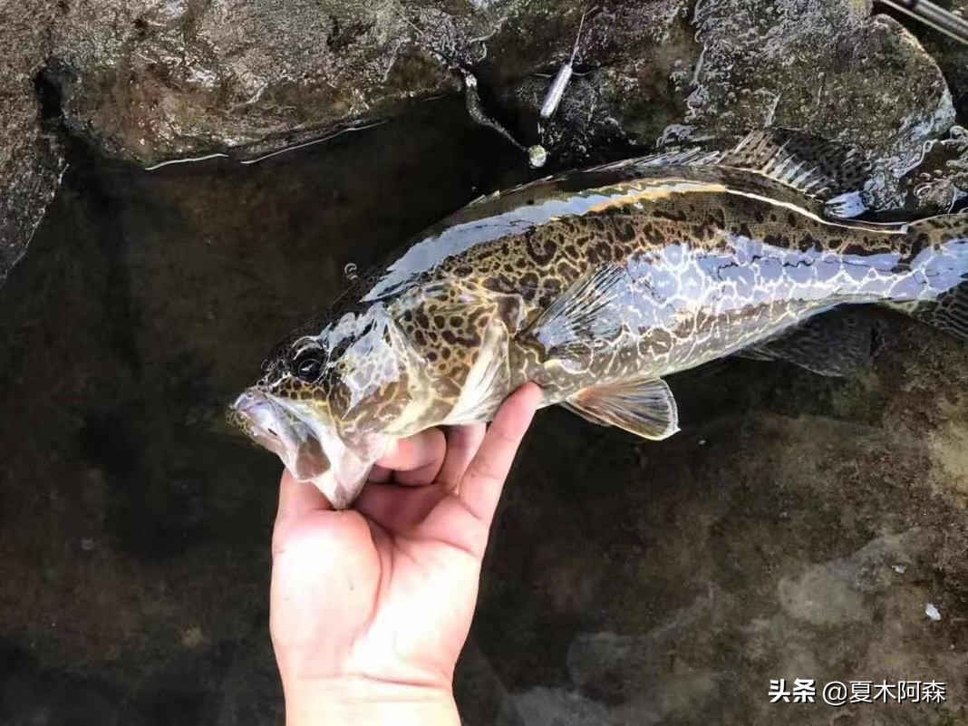 它是猎食鱼类,却不善游泳,机会主义者鱼种——鳜鱼