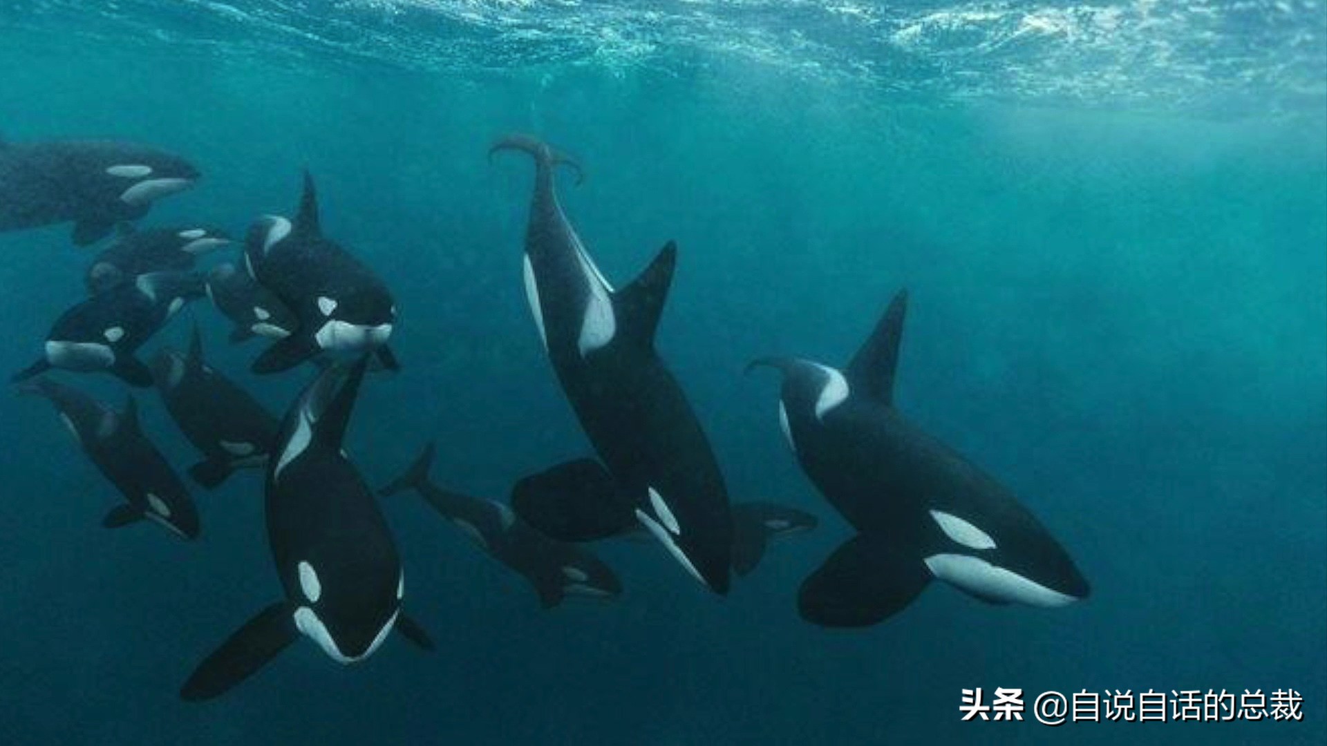 5种比巨齿鲨还恐怖的海怪，背后隐藏着一个人类起源的故事