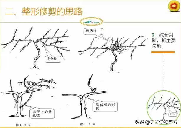 15张图看懂猕猴桃修剪技术，想种好猕猴桃的朋友，赶紧收藏