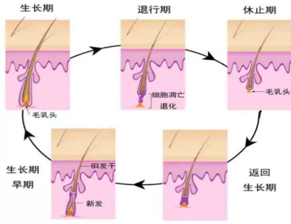 脱发人士必看:拯救发量的N个办法,到底哪个最靠谱?