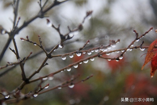 今天七月初七，七夕出现下雨天气有啥预兆？3句老祖宗俗语告诉你