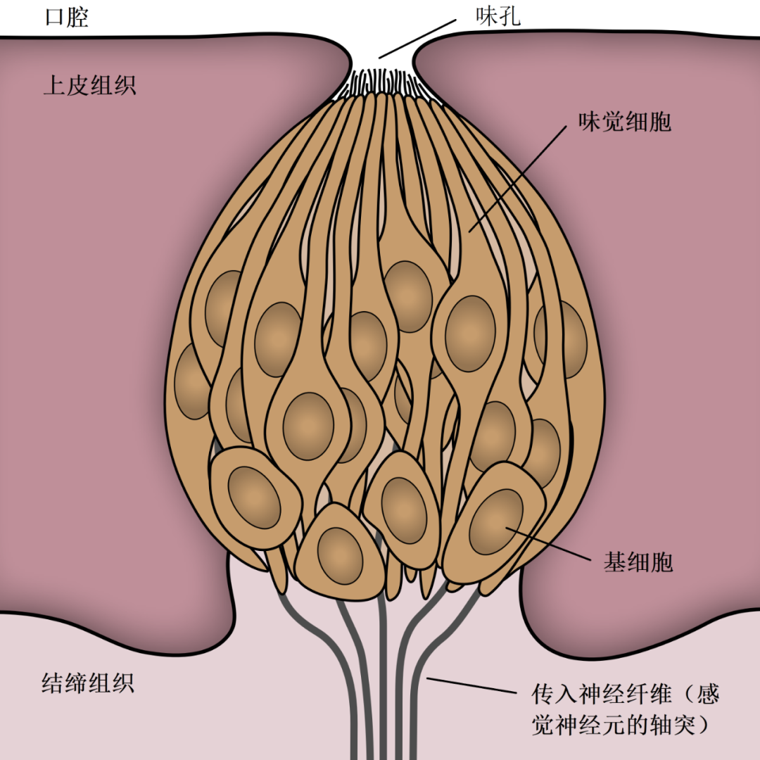 睾丸上长着“味蕾”？的确有一部分，且和后代的健康息息相关