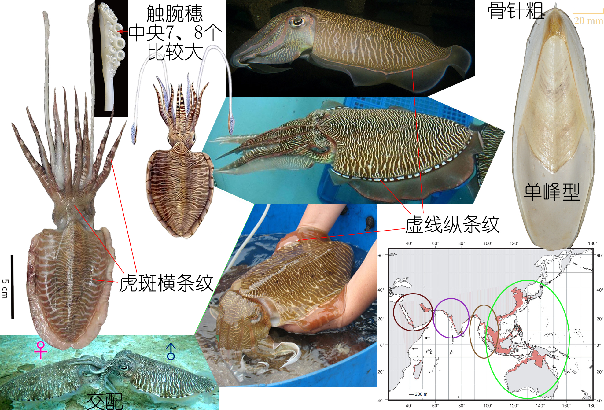 解析海鮮｜明明白白吃肉！墨魚與魷魚到底有什么不同？(下)