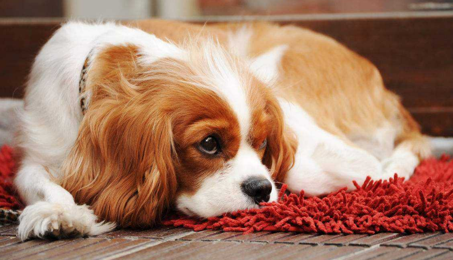 狗狗便血有这5种原因！了解清楚才能对症治疗