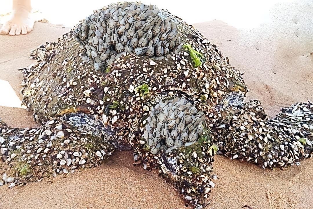 藤壶是什么东西(藤壶是什么东西可以吃吗)