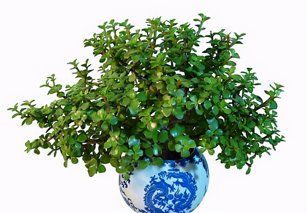花卉,很多朋友为了过年讨一个好彩头,喜欢名字里带"金"的花卉植物