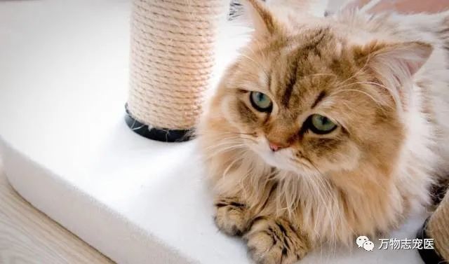 猫咪出现以下表现，八成是感染了寄生虫