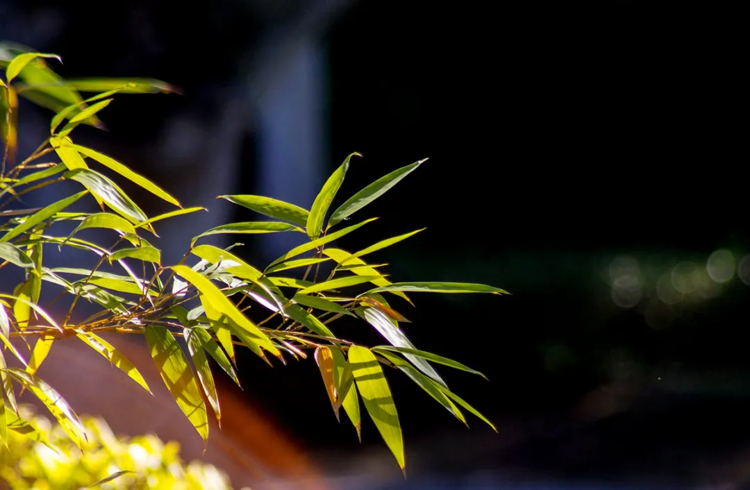 诗词 | 风也萧萧，雨也萧萧，诗词里多萧萧