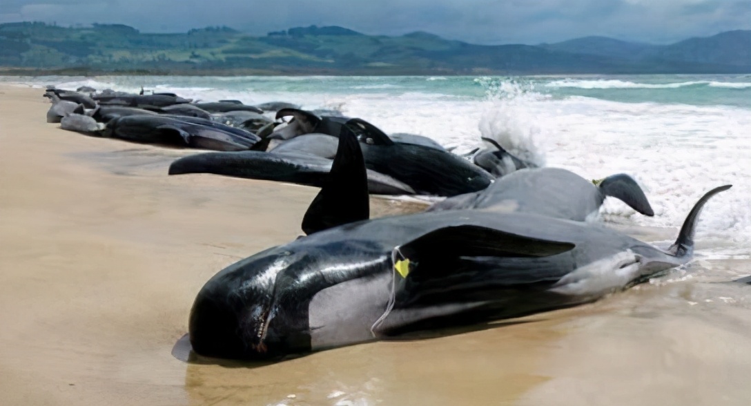 鲸鱼重量可达200吨,如此笨重的鲸鱼,它们是如何完成交配的?