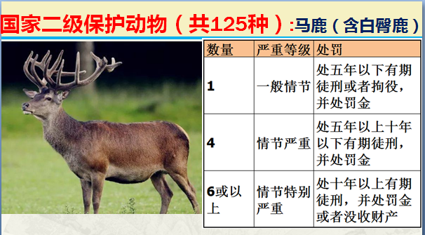 国家保护动物分几个等级（125类二级野生保护名录）