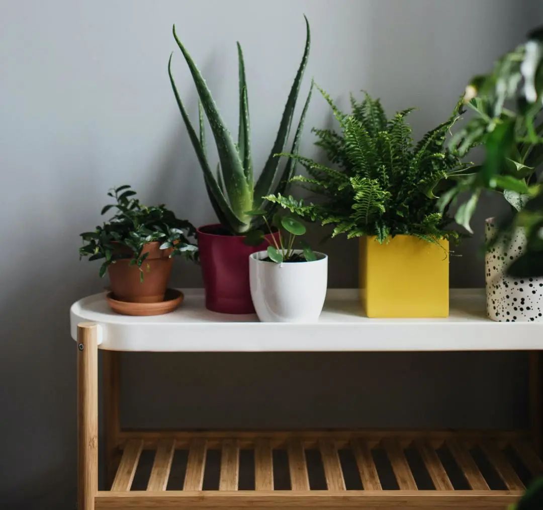 常见50种植物（50种常见的室内盆栽绿化植物）