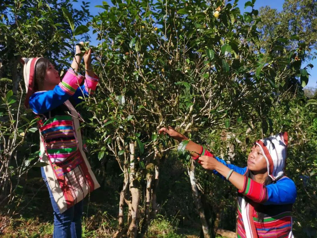 一叶跨千年！云南普洱茶成长史大揭秘