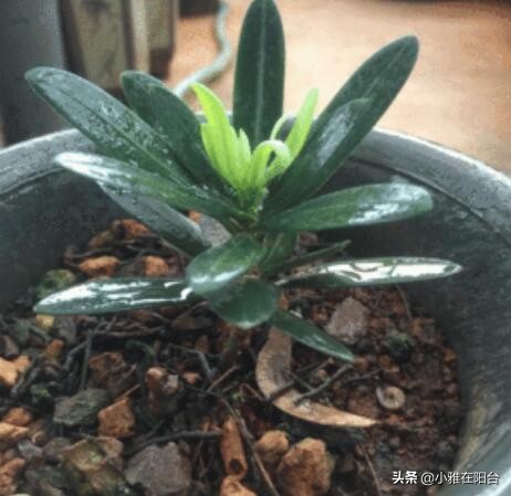 罗汉松怎么养才能更旺盛（记住这一点枝叶茂盛）