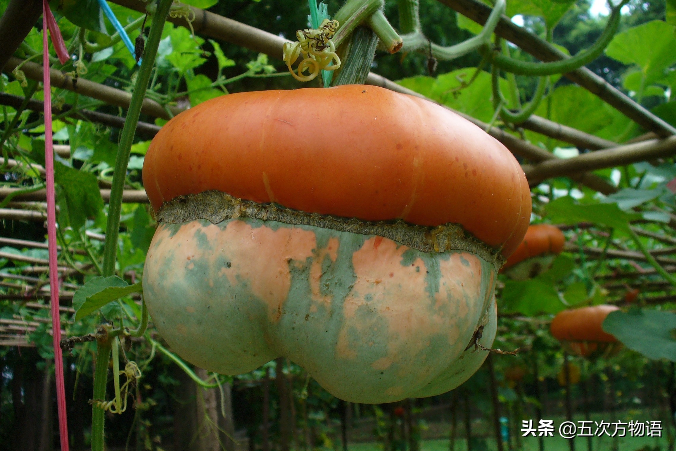 伊麗莎白瓜的營養(yǎng)價值,伊麗莎白瓜的營養(yǎng)價值及功效與作用