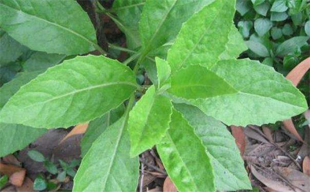 白子是什么东西 白子有什么功效-百科叔叔