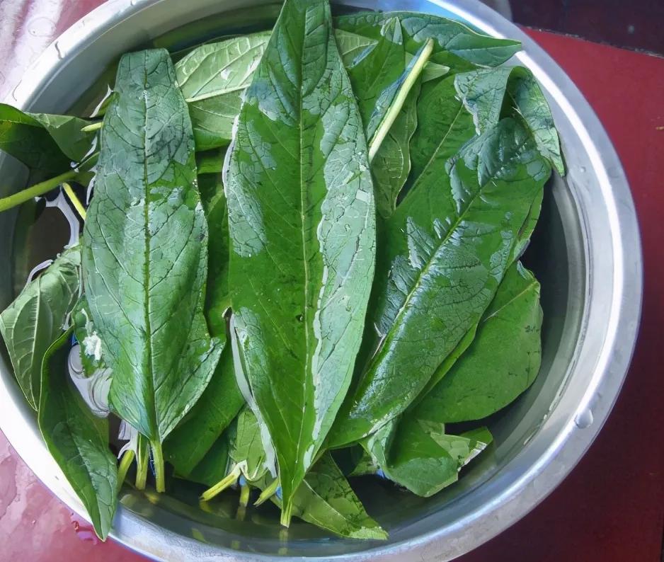 紫麻叶的功效与作用-我的快乐小窝