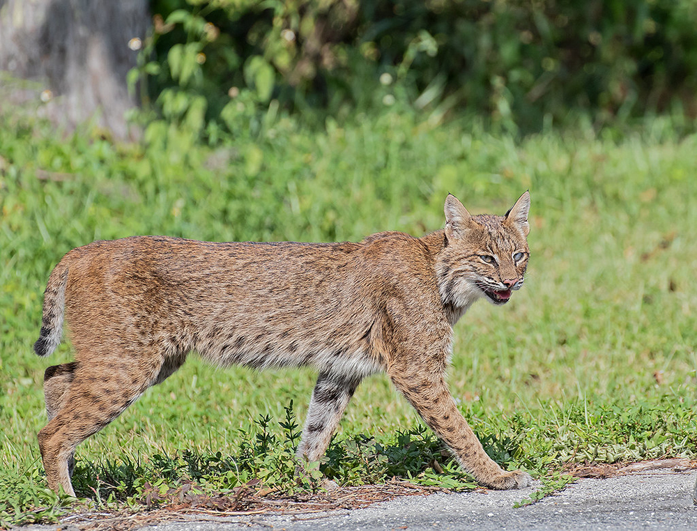 鼬科真的比猫科动物强?