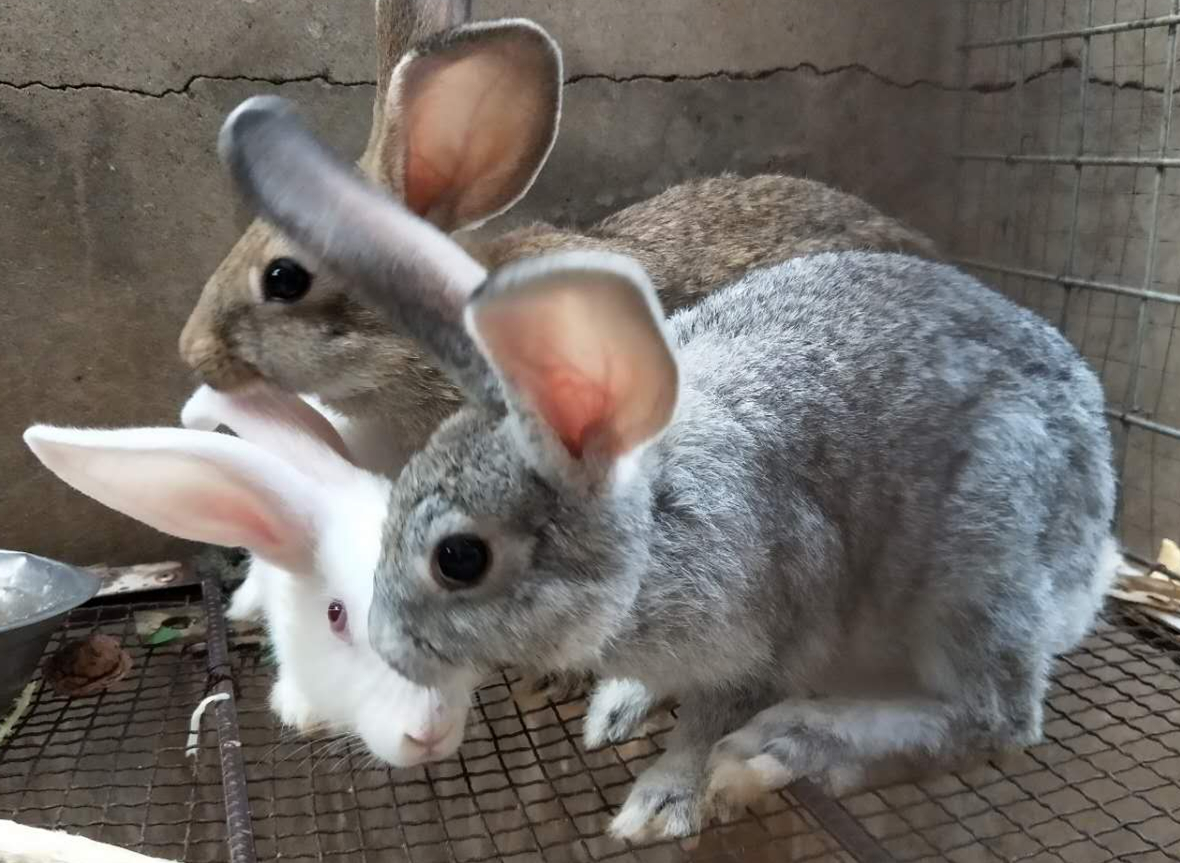 1,环境要安静,卫生兔子胆小,敏感,怕惊,怕热,怕潮,喜欢安静,清洁,干燥