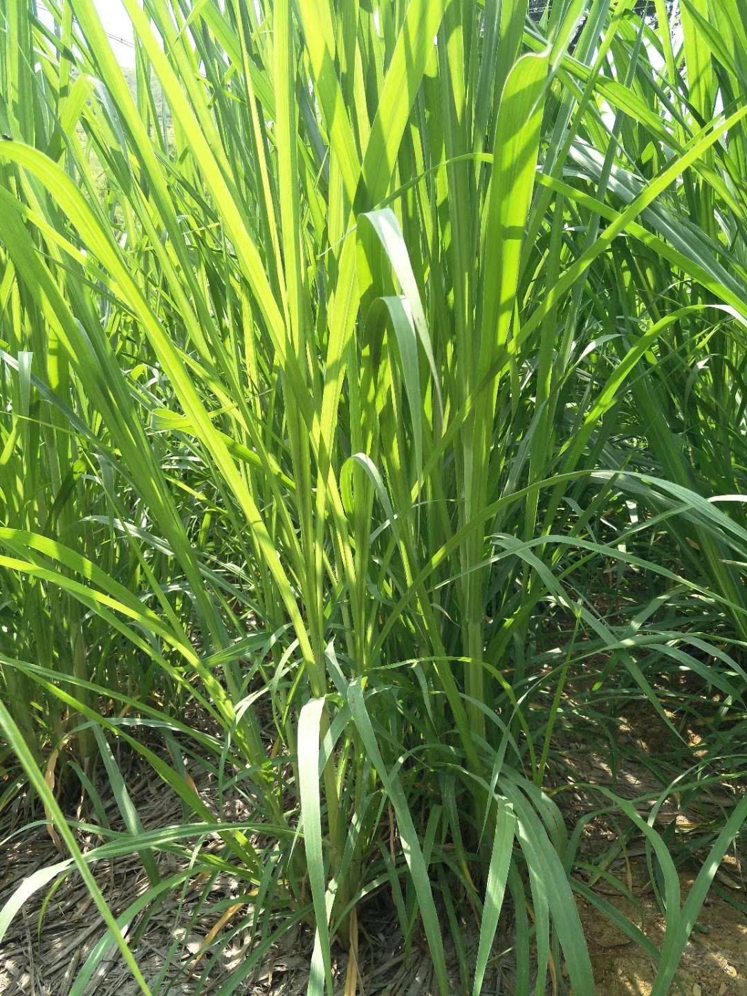大象吃什么食物（这才是大象喜欢吃的食物）