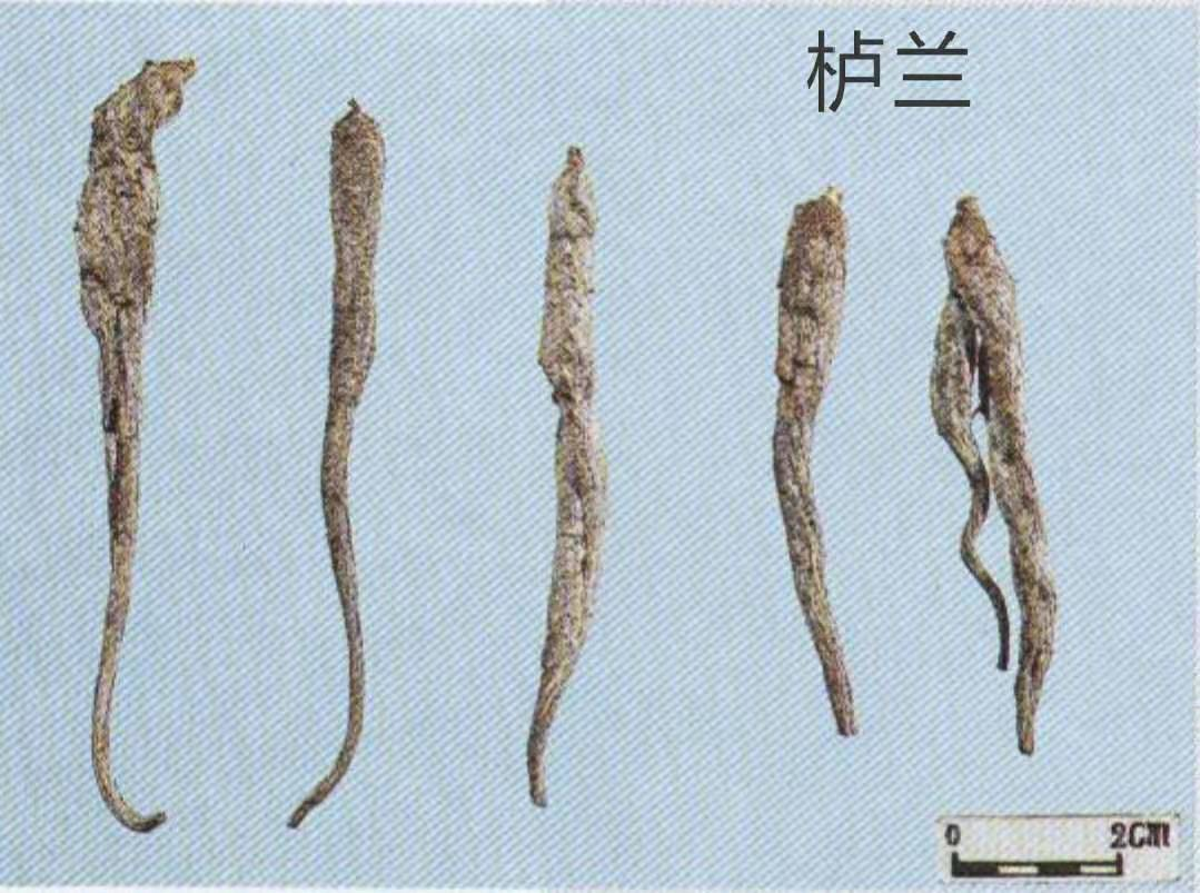 人参怎么鉴别好坏(人参怎么鉴别好坏呢) - 升本吧