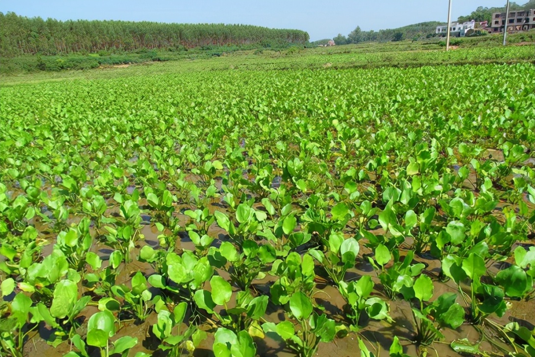 泽泻的药用价值(泽泻:常长在水塘边,全株都有毒,如今却大量种植,有人
