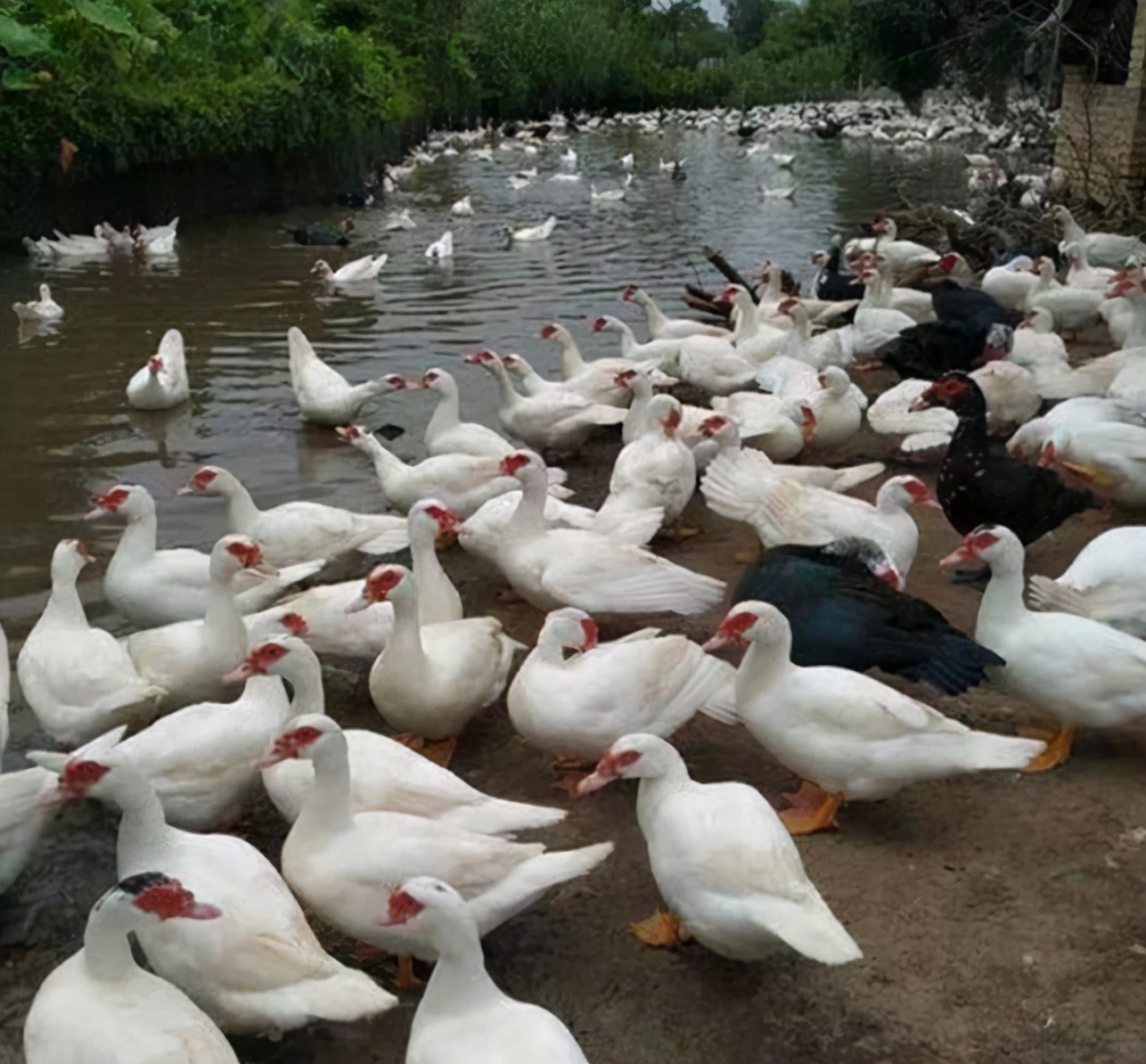 活鸭子多少钱一斤活鸭价格50元一只