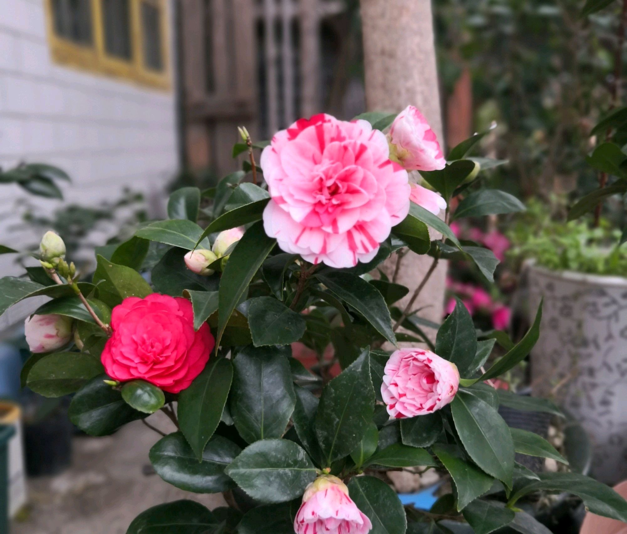 茶花的葉片下垂耷拉還有救嗎(茶花葉子下垂) - 趣味頭條