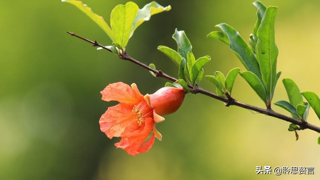 石榴花诗词精选二十三首 五月榴花照眼明，枝间时见子初成