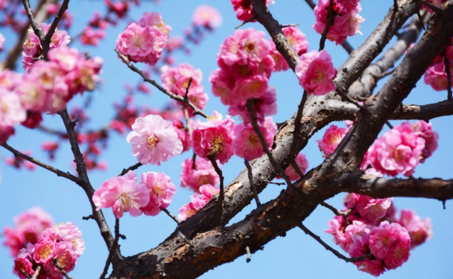 神仙颜值！惊艳众人！陕西高校“最美校花”高清大图曝光