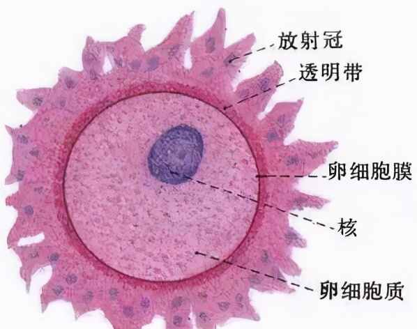 女子同房到怀孕图解