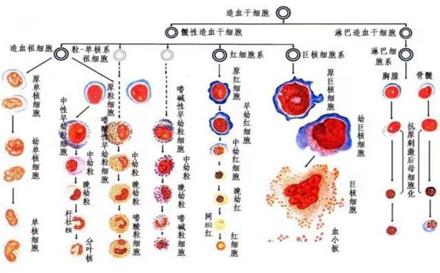 化疗所致血小板减少，您想知道的都在这里，建议收藏