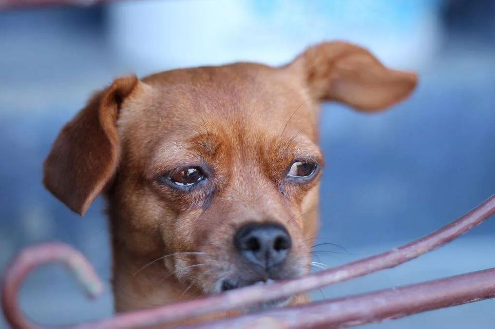 狗狗哭泣的5大原因,你能理解它的忧伤吗?