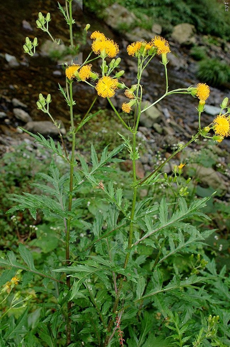 田七图片 功效(菊叶三七) - 赤虎壹号