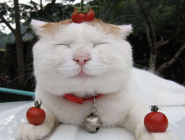 一组猫咪微笑的温暖图片:看完后心情都愉悦了