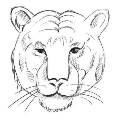 不同种类动物的绘制:分步骤讲解老虎动漫画法,喜欢画动漫来临摹