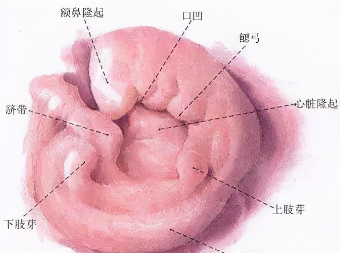 女子同房到怀孕图解