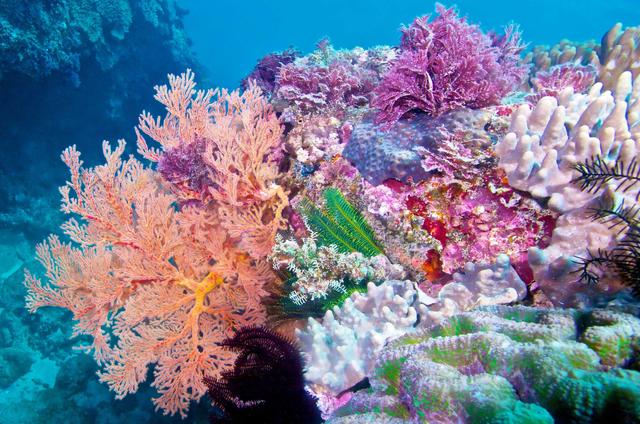 海底植物是什么（海底植物是什么样子的）-第3张图片-科灵网