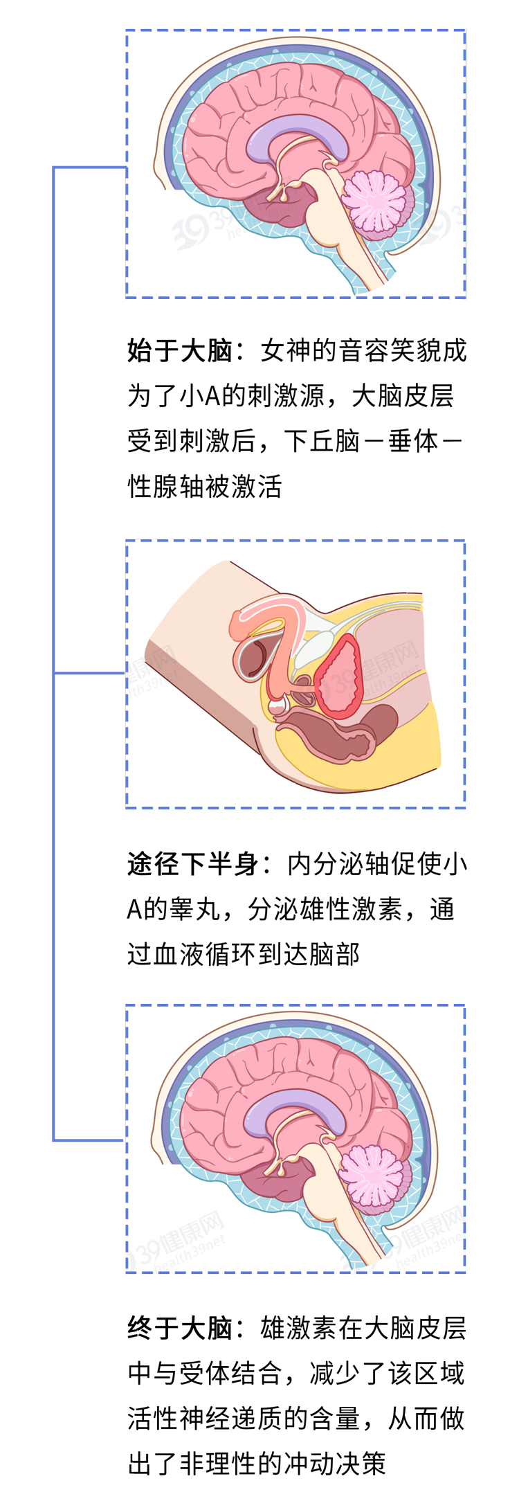 为什么男人会“好色”？科学解释：蛋蛋与大脑共享92%的蛋白质
