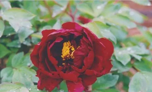100种名贵牡丹鉴赏 绘画好素材（报花名）