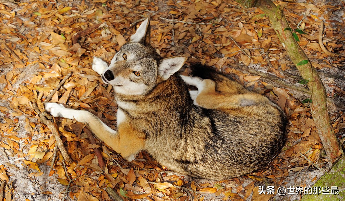 最近一段时间,经常收到有粉丝在后台留言,问我"狼狈"的狈究竟是什么