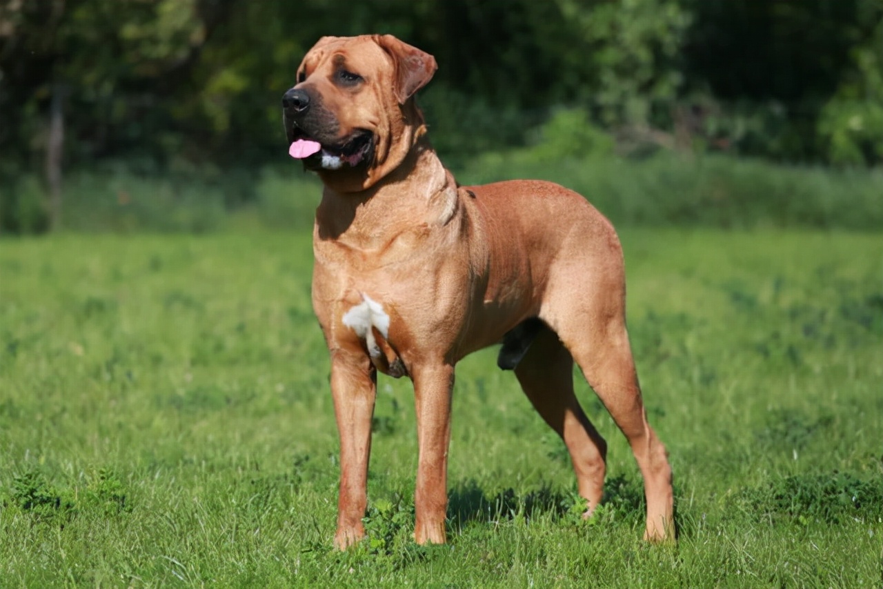 世上最凶猛的十大恶犬，藏獒在里面只能算小弟