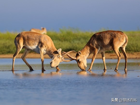 高鼻羚羊：鼻子自带空气净化系统，就问你羡慕不羡慕