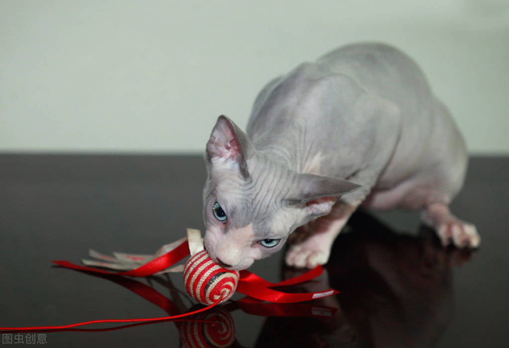 猫界智商排行榜之最“聪明”的猫，你家猫上榜了吗？