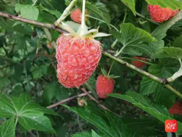 樹莓樹苗,樹莓樹苗價格