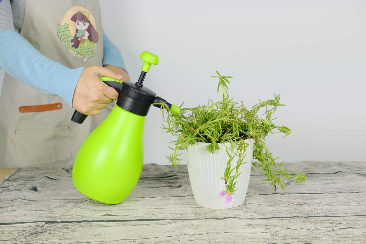 全年都开花的花,看一下这3种,家里四季如春