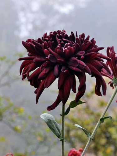 黑莲花什么意思(黑莲花什么意思呀)_软猪手游网