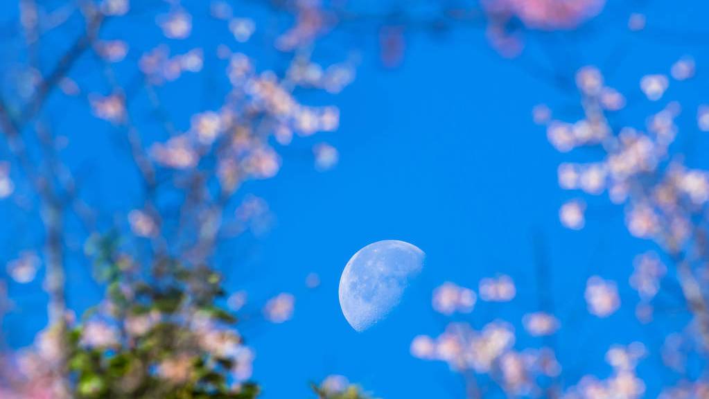 刘方平《月夜》更深夜静,斜月朦胧,春虫始鸣,绿窗纱里的诗人出乎意料